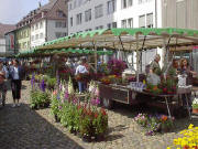 An der Nordseite: Fingerh�te von G�rtnerei K�lblin aus V�rstetten