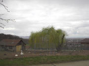 Blick vom Jesuitenschloss nach Westen �ber die G�nse bei der weide ins Rheintal an Ostern 2005