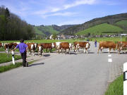 Blick nach Norden beim Petershof auf Unteribental-Hofacker am 30.4.2005