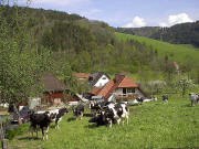 Blick nach Osten zum Schneidershof am 30.4.2005