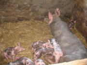 Mutterschwein mit 16 Jungen am 23.8.2006 im Bayerhusel St.Peter