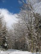Mischwald im Oberibental bei St.Peter am 11.2.2006