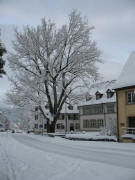 er schne alte Baum vor der Littenweilermer Schule am 5.3.2006