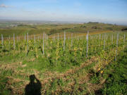 Blick von der Zizinger Gasse nach Norden zum K�ferberg am 2.11.2006
