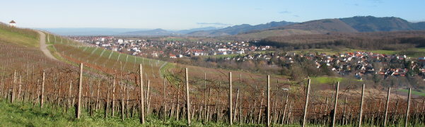 Blick nach Norden �bers Weinh�usle am M�llheimerBuck, M�llheim und V�gisheim am 5.12.2007 bei 15 Grad plus