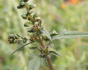 Bltenstand einer Ambrosia mit mnnlichen Blten (traubig-rispig angeordnete "Krbchen") und einzelnen weiblichen Blten (in Blattachseln)