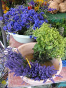 Kornblumen, Lavendel und Frauenmantel bei Jenne am 5.6.2007 