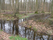 �berfluteter Mooswald am Weg zu den Schlatth�fen am 9.3.200