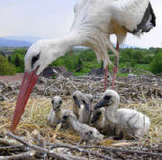 Storch Karli St.Pankratius Anfang Mai 2007