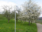 Blick nach Osten �ber den Weg zur�ck nach Feuerbach am 17.4.2008