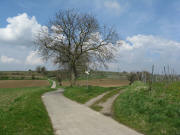 Blick nach Norden auf dem Nimbergpfad in H�he von Bottingen am 12.4.2008