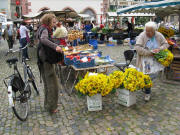 Sonnenblumen am 22.8.2008 auf dem M�nstermarkt 