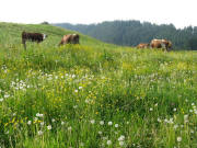 Weide beim Gro�jockenhof in Breitnau-Oberh�llsteig am 29.5.2008
