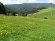 Blick von Kirnersh�usle am 14.5.2008 �ber L�wenzahn nach S�den zur B31-Wutachb�cke