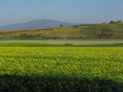 Blick nach Nordosten �ber Fischinger Weinberge zum Blauen am 18.10.2008