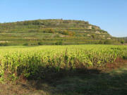 Blick nach Osten zum Berg (312 m) am S�dende vom Tuniberg am 25.10.2008