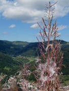 Weidenr�schen am 27.8.2009 auf dem Hasenhorn (1100 m) - Blick nach Todtbnauberg