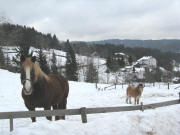 Blick nach Norden zum Gasthof Sternen in Schwarzenbach am 27.1.2009