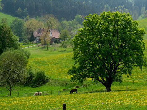 Blick zum Kohlbachhof im Dreisamtal am 1. Mai