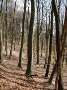 Buchenwald am Herrenweg im oberen Liliental unterhalb vom Totenkopf am 4.4.2010
