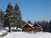 Waldvogel neben dem Feldberger Hof am 14.2.2019