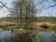 Am Radweg Riegel-Bahlingen: Schwanennest inmitten der Alten Dreisam am 24.4.2010