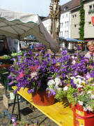Glockenblumen von Hildegard Hiss aus Eichstetten (ganz rechts) am 25.6.2010