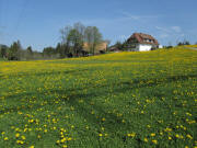 Blick nach Nordwesten zum Moosh�usle und Mooshof (links) am 25.4.2011