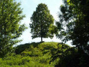 Lindenbaum auf dem Belvedere in Hugstetten - 2006