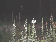 Sieben Malven (3 weiß und 4 rot), drei Keramiktürme und der Mond am 19.7.2005 um 23 Uhr