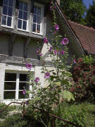 Große lila Malve - Wächter vor dem Fenster