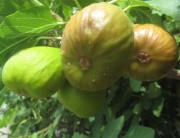 feigen1quartett150809