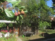 feigengarten4schopf161003