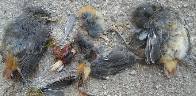 Drei junge Rotschwänzchen tot am 23.5.2017 - Katze plündert das Nest 12 Tage nach dem Schlüpfen der Vögel