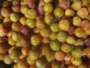 mirabellen-eigene140816