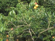 pfirsiche1baum150815