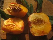 pfirsiche2reif150815