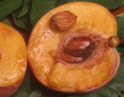 pfirsiche4reif150815