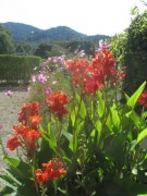canna150915