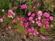 cosmea-herbst131024