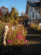 cosmea-morgens151106