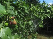 feigengarten1-161003