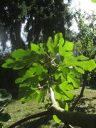 feigengarten2gegenlicht161003