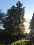 fichten-garten161006