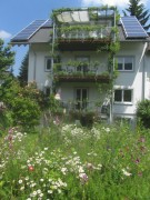hummelhof-margeriten160610