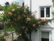 hummelhof1rosen140530