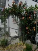 hummelhof2rosen140530