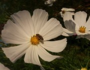 hummelhof3cosmea160923