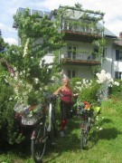 margeriten-hummelhof160531