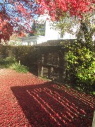 blutahorn1laub141119